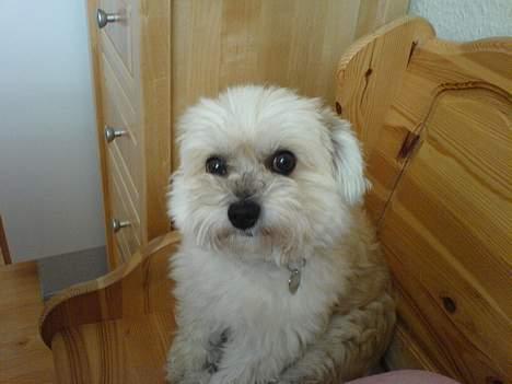 Lhasa apso totte - DØD* - årh, gem nu det kamera væk! billede 2