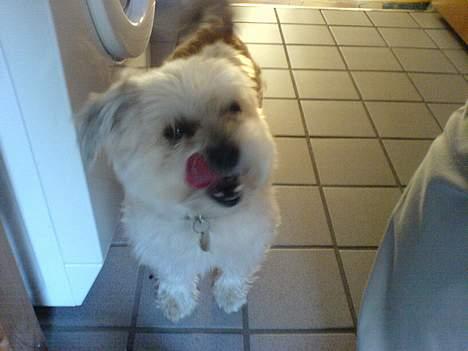 Lhasa apso totte - DØD* - godbid?? billede 3