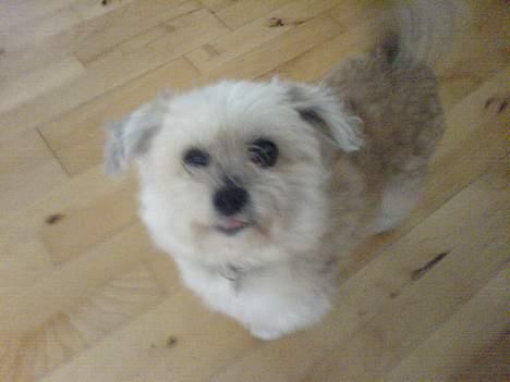 Lhasa apso totte - DØD* - se mig nu!! falder der ikke lidt af til mig?? billede 4