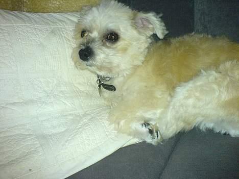 Lhasa apso totte - DØD* - hey!! kan du ikke se at jeg sover?? billede 5