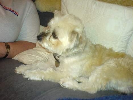 Lhasa apso totte - DØD* - hai! er det noget at spise der på bordet hva?? billede 6