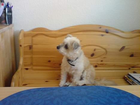 Lhasa apso totte - DØD* - kom ind!! billede 7