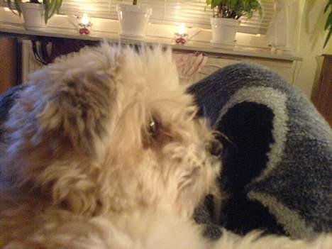 Lhasa apso totte - DØD* - hygge time!! billede 8