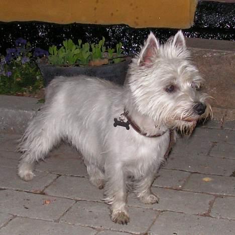 West highland white terrier Nanna billede 1