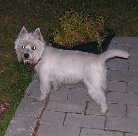 West highland white terrier Nanna billede 2