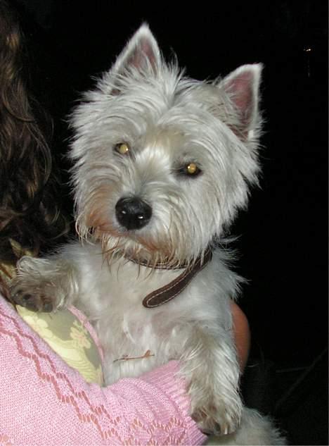 West highland white terrier Nanna billede 3