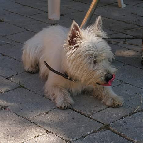 West highland white terrier Nanna billede 4