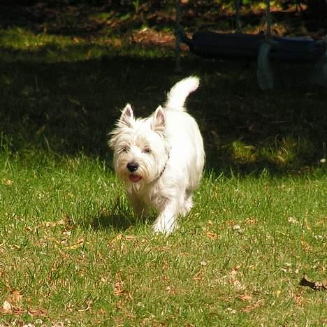 West highland white terrier Nanna billede 5