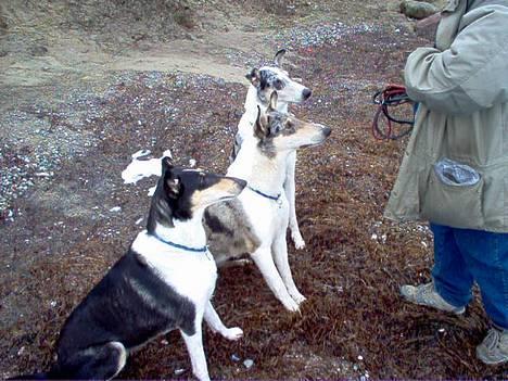 Collie korthåret Zeppo. nu i hundehimlen - Zeppo og hans 2 korthårs venner billede 8