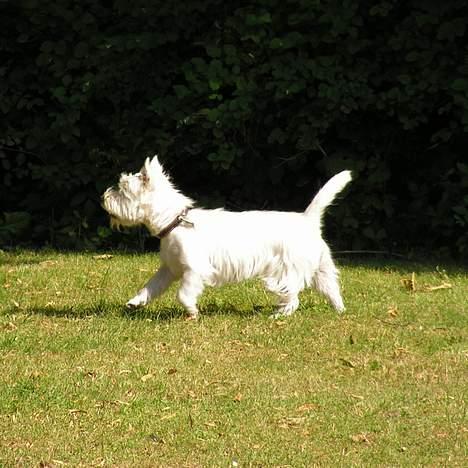 West highland white terrier Nanna billede 6