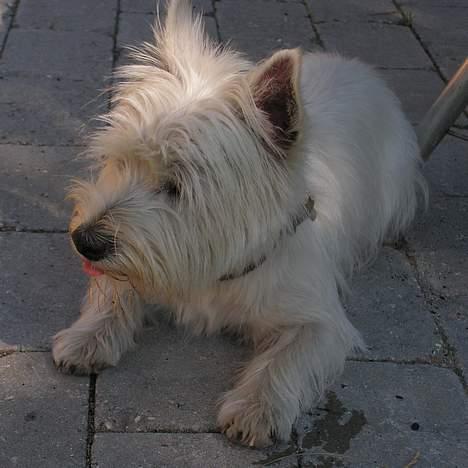 West highland white terrier Nanna billede 7
