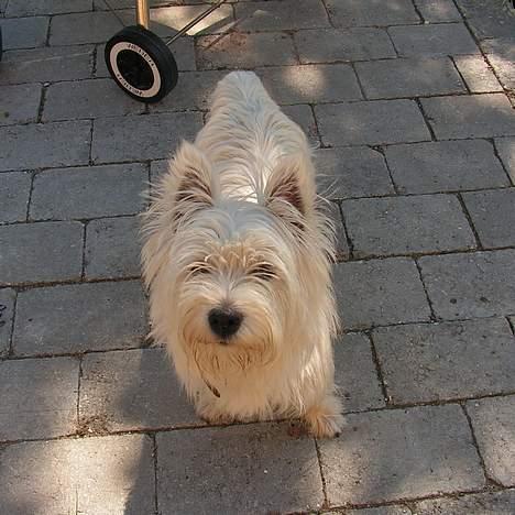 West highland white terrier Nanna - Heldigvis skal jeg til frisøren imorgen... billede 8