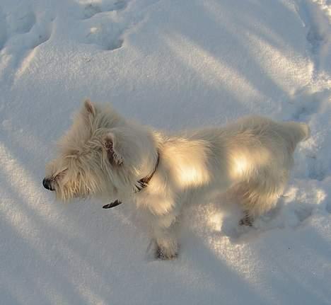West highland white terrier Nanna billede 9