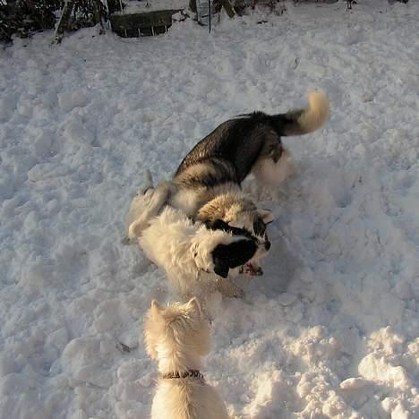 West highland white terrier Nanna - Jeg ser til mens mine bedste venner Balder og Koda leger i sneen billede 10