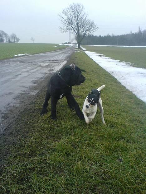 Dansk svensk gaardhund max billede 11