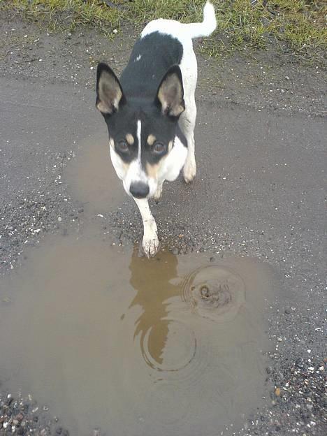 Dansk svensk gaardhund max billede 12