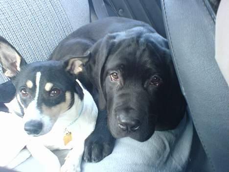 Dansk svensk gaardhund max billede 13