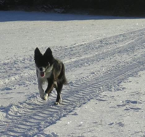 Border collie Eisse's Bold Blackie billede 14