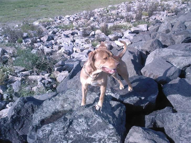 Amerikansk staffordshire terrier Bisse Big Boom - den artige dreng! =) billede 1