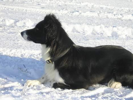 Border collie Eisse's Bold Blackie billede 15