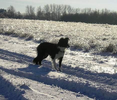 Border collie Eisse's Bold Blackie billede 16