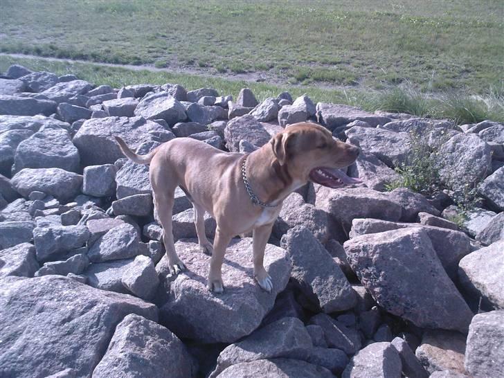 Amerikansk staffordshire terrier Bisse Big Boom - flot lille vuffer billede 2