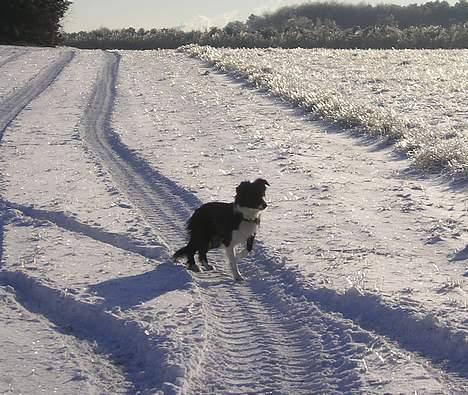 Border collie Eisse's Bold Blackie billede 17