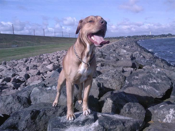 Amerikansk staffordshire terrier Bisse Big Boom - havmågen =) billede 3