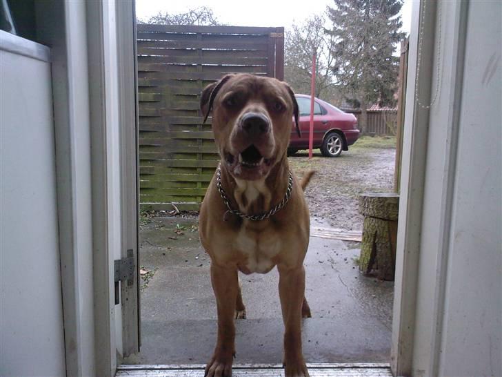 Amerikansk staffordshire terrier Bisse Big Boom - Dørmanden=) billede 4