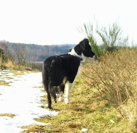 Border collie Eisse's Bold Blackie billede 18