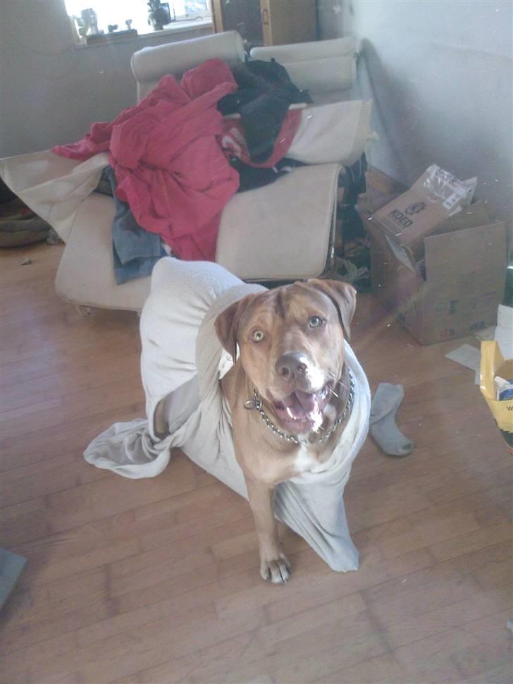 Amerikansk staffordshire terrier Bisse Big Boom - rode ??? Hvem Mig? billede 5