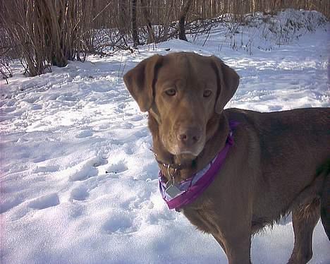 Labrador retriever Tilde billede 12