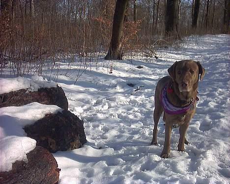 Labrador retriever Tilde billede 13