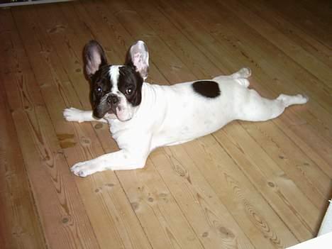 Fransk bulldog Budda - Her er han så - lige så lang han er :-) billede 1