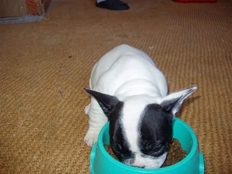 Fransk bulldog Budda - Den lille Budda baby... billede 2