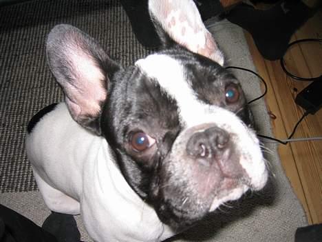 Fransk bulldog Budda - Up-close and personal  billede 3