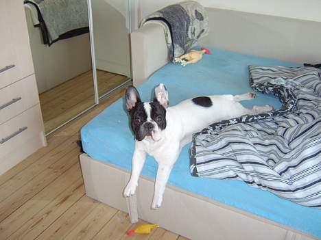 Fransk bulldog Budda - Just hanging around :-) billede 4