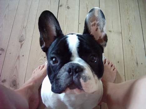 Fransk bulldog Budda - Stirre konkurrence billede 5