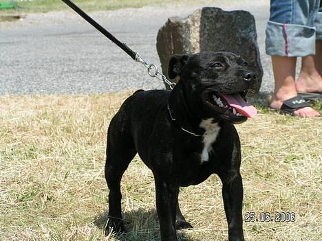Staffordshire bull terrier Amagerstaff Sille - Sille på gå-tur i Vallensbæk havn d. 25. Juni 2006 (5 mdr gammel) billede 1