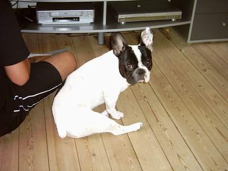 Fransk bulldog Budda - Ja det er så min anden gode side :-) billede 6