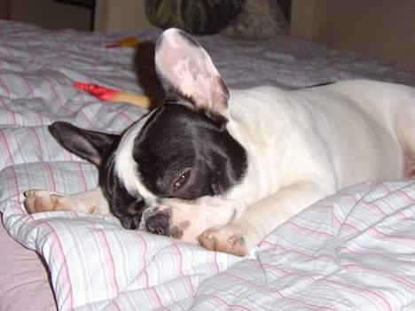 Fransk bulldog Budda - Hey kan du ikke se jeg sover..? billede 7