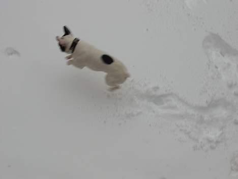 Fransk bulldog Budda - Budda - den lille snehare billede 8