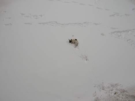 Fransk bulldog Budda - Budda æælsker sne billede 9