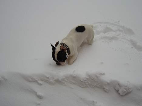 Fransk bulldog Budda - Mere sne - jubiiii billede 10