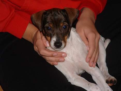 Dansk svensk gaardhund Cocio - Jeg elsker bare at putte billede 1