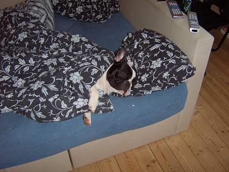 Fransk bulldog Budda - Aaaahh så er sengen min helt alene :-) billede 11