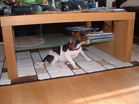 Dansk svensk gaardhund Cocio - Hvad glor du på? billede 2