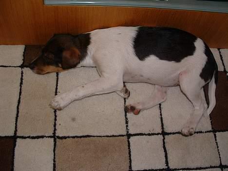 Dansk svensk gaardhund Cocio - Zzzzz billede 3