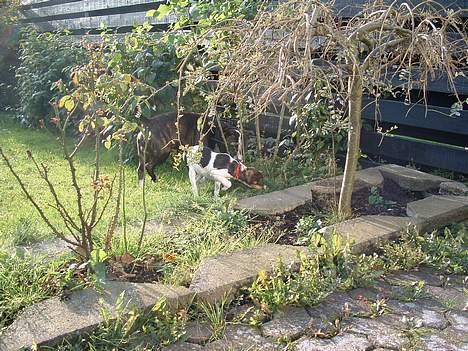 Dansk svensk gaardhund Cocio - Så skal der udforskes billede 4