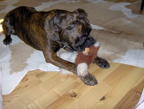 Boxer Dolce - FANGET! billede 3